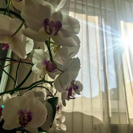 Apartment Garden Oasis